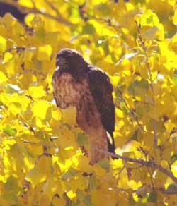 red tailed hawk